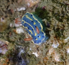 Hypselodoris festiva