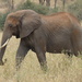 Savannah Elephant - Photo (c) Jean-Paul Boerekamps, some rights reserved (CC BY-NC), uploaded by Jean-Paul Boerekamps
