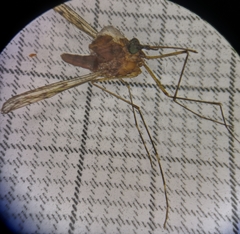 Culiseta alaskaensis