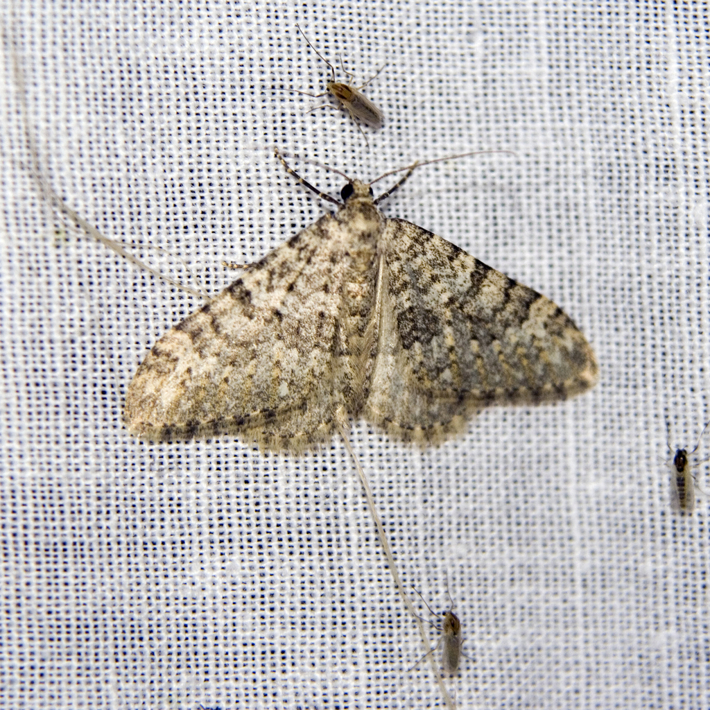Nebula senectaria