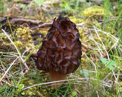 Morchella norvegiensis