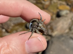 Diogenes brevirostris