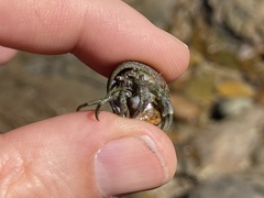 Diogenes brevirostris