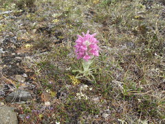 Pedicularis alopecuroides