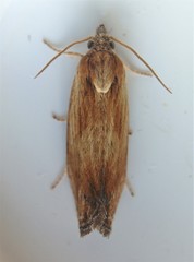 Eucosma radiatana