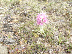 Pedicularis alopecuroides