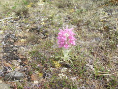 Pedicularis alopecuroides