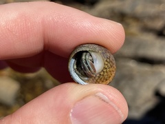 Diogenes brevirostris