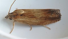 Eucosma radiatana