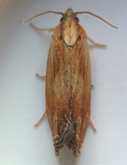 Eucosma radiatana