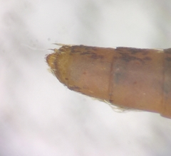 Culiseta alaskaensis