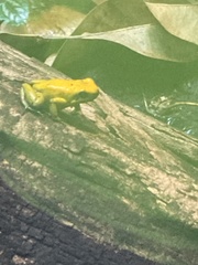 Phyllobates bicolor