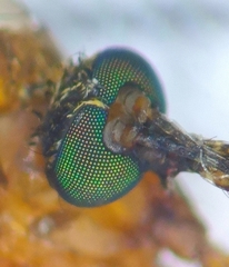 Culiseta alaskaensis