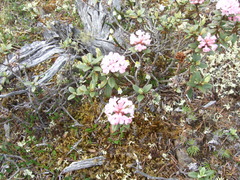Rhododendron adamsii