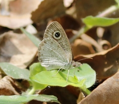 Ypthima ceylonica