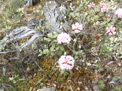 Rhododendron adamsii