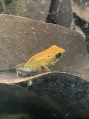 Phyllobates bicolor