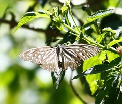 Parantica nilgiriensis