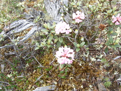 Rhododendron adamsii