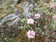 Rhododendron adamsii