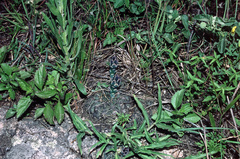 Gymnocalycium capillaense