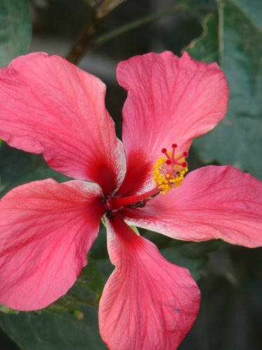 Hibiscus (Tropical) plant photo (Hibiscus rosa-sinensis)