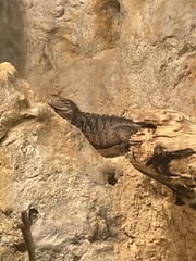 Cyclura collei