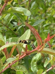 Sceliphron caementarium