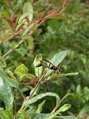 Sceliphron caementarium