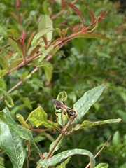 Sceliphron caementarium