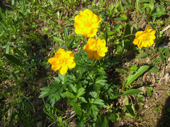 Trollius sibiricus