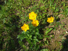 Trollius sibiricus
