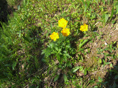Trollius sibiricus