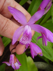 Bletilla striata