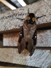 Lophostethus dumolinii