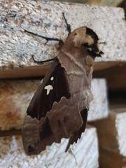 Lophostethus dumolinii