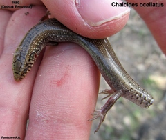Chalcides ocellatus