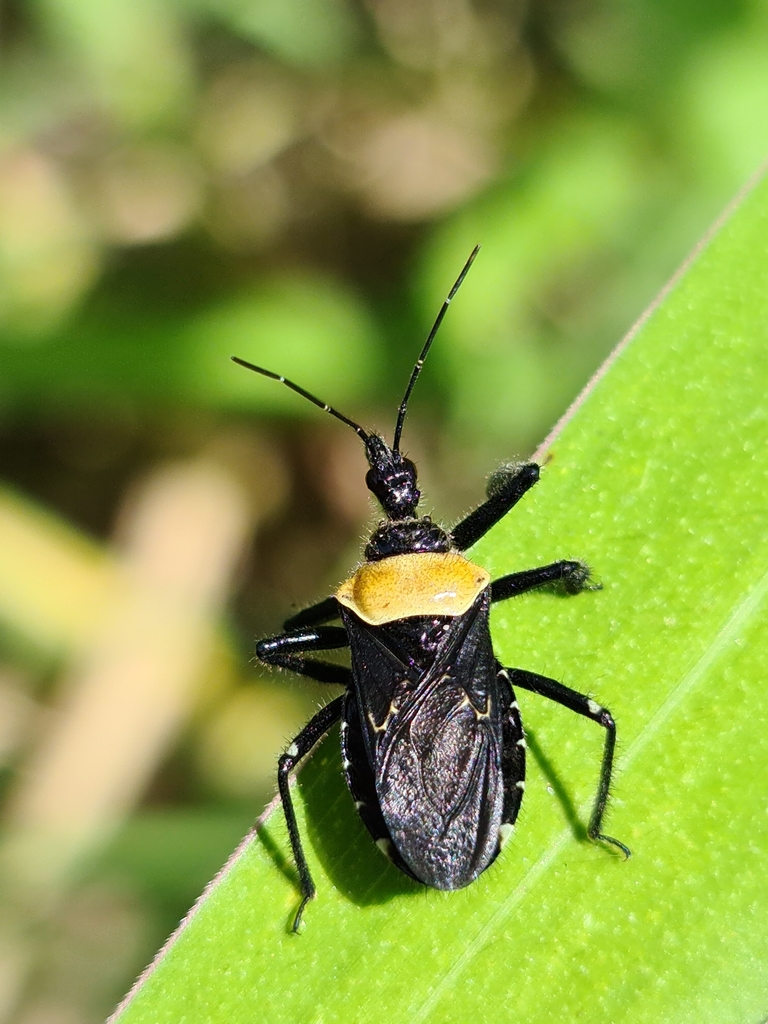 Apiomerus arnaui