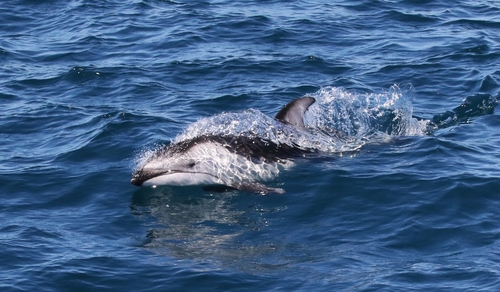 Pacific White-sided Dolphin