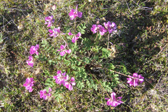 Hedysarum dasycarpum