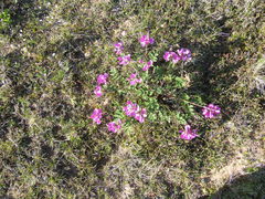 Hedysarum dasycarpum