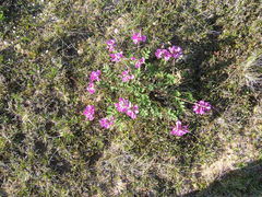 Hedysarum dasycarpum