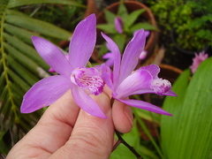 Bletilla striata