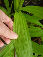 Bletilla striata