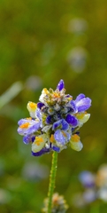 Psorothamnus emoryi arenarius
