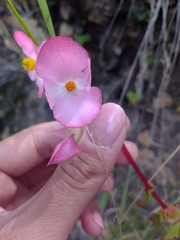 Begonia tapatia