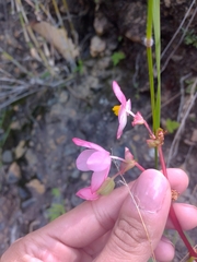 Begonia tapatia