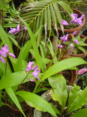 Bletilla striata