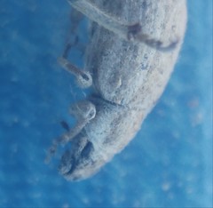 Strophomorphus porcellus