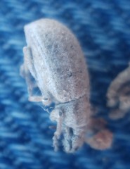 Strophomorphus porcellus